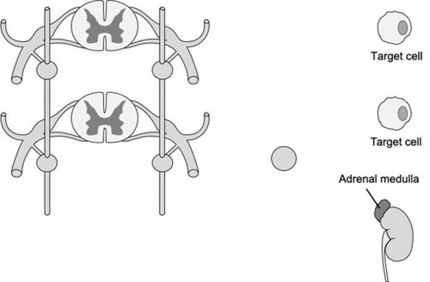 <p>Maintains homeostasis during exercise, emergency, or stress. 'Fight or flight'.</p>