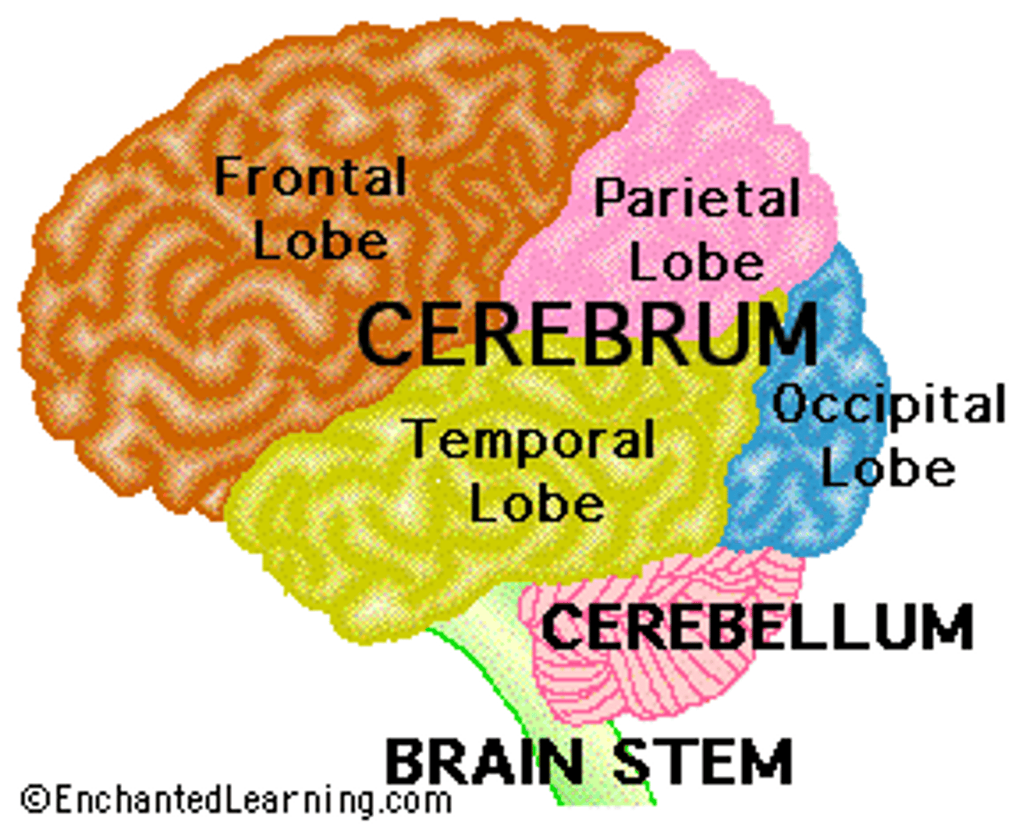 <p>Cerebrum, diencephalon, cerebellum and brain stem</p>