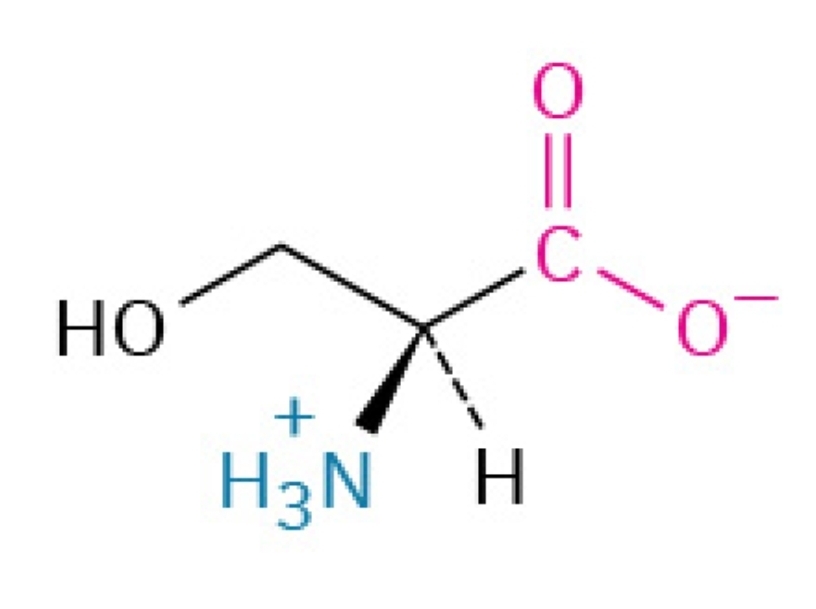 <p>Polar,&nbsp;hydrophilic, nonessential amino acid</p>