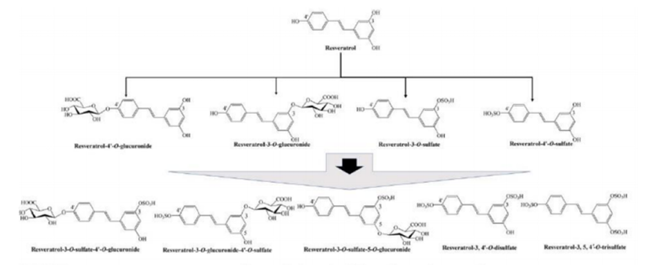 <p>Parte da planta: semestes e casca de uva (encontrado no vinho) e nas groselhas e mirtilos</p><p>A quantidade presente depende da origem geográfica, do clima (quente e seco, menos quantidade) e da presença de infeção fúngica</p><p>Ação: Anticancerigenas e anti-inflamatórias e tem capacidade de diminuir a glucose no sangue. O isómero trans é o ativo. Tem baixa biodisp por sofrer elevado metabolismo de 1ª passagem e glucorunidação e sulfatação sendo rapidamente eliminado.</p>