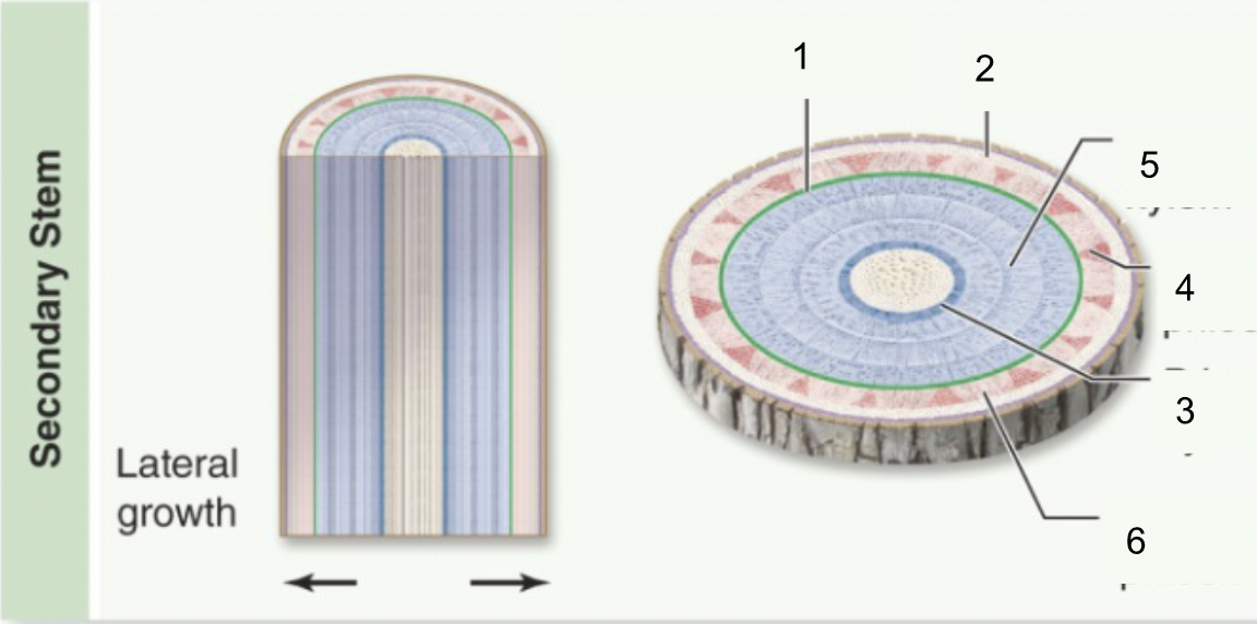 2; lateral meristem that produces outer bark