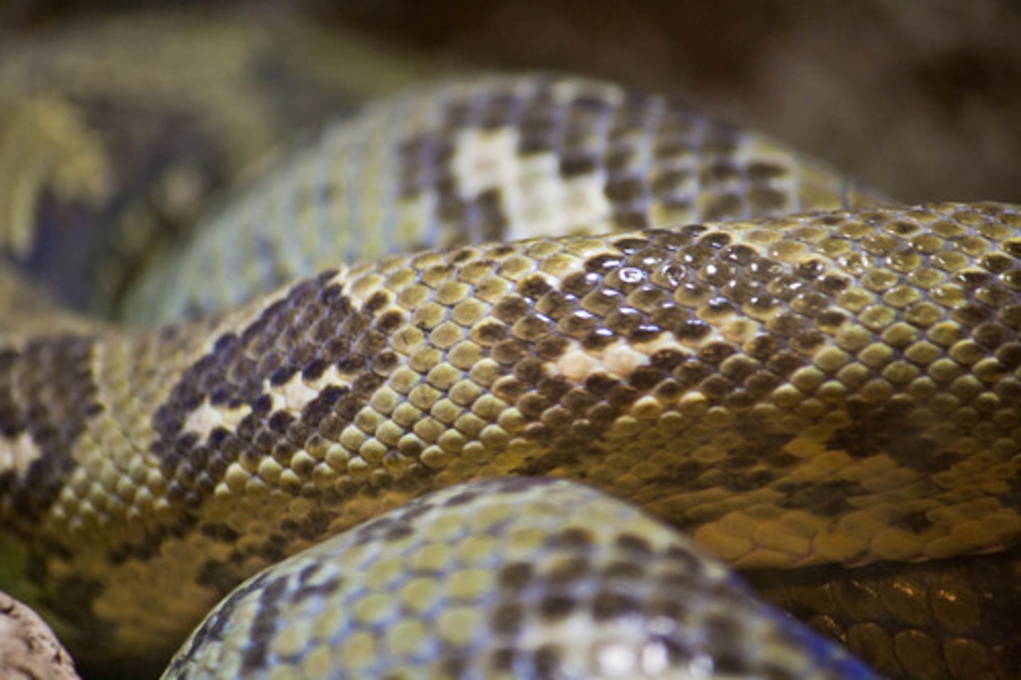 <p>Cold blooded</p><p>ex. Snakes</p>