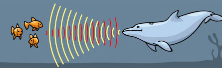 produce sound and code echoes of sound off objects