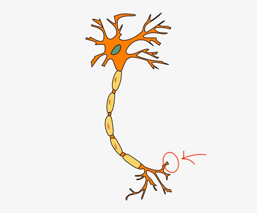 release the info for other neurons to pick up