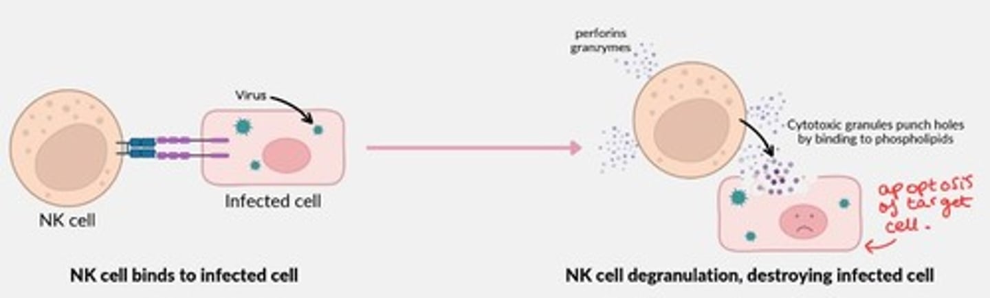 <p>Bind onto virally infected cells</p><p>Degranulate to release cytotoxic substances such as Perforin, Granzyme B which punch holes into cell membrane of target cell - destroying the infected cell (apoptosis of target cell).</p>