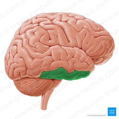 <p>gyrus</p>