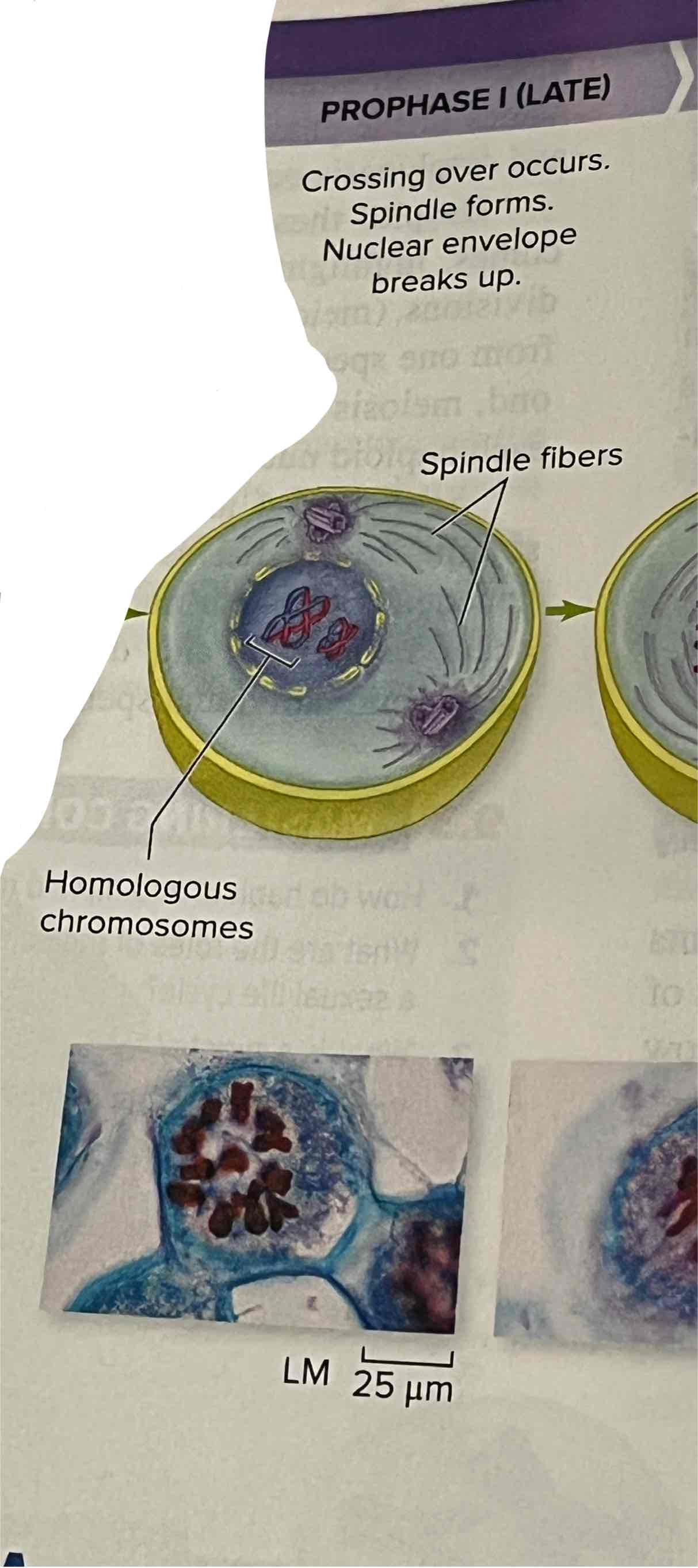 <p>Crossing over occurs, the spindle forms, and the nuclear envelope breaks up</p>