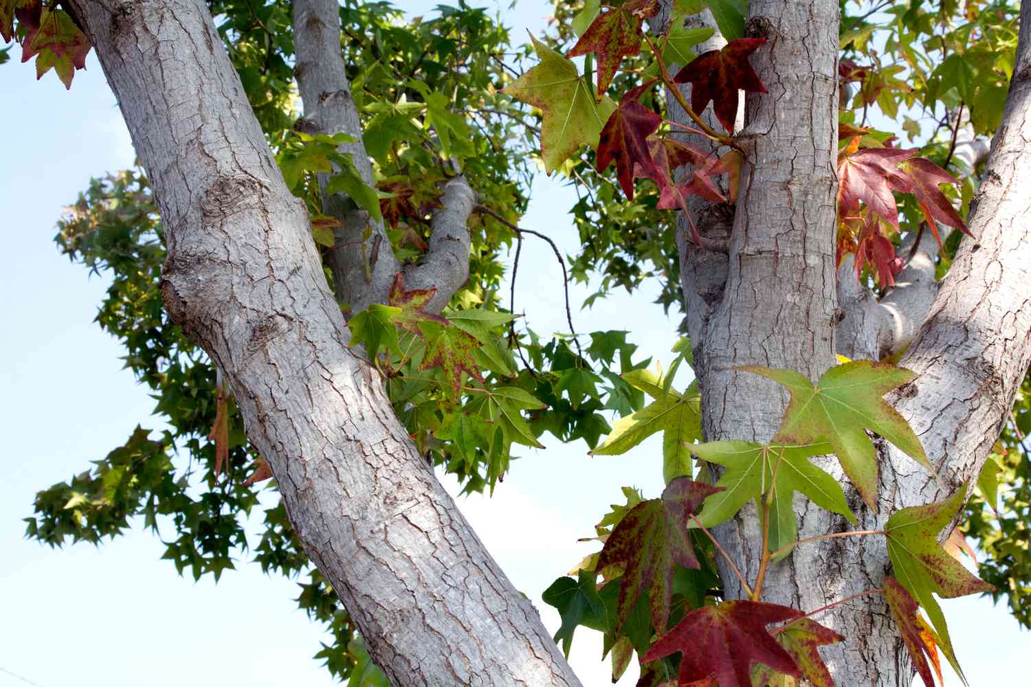 <p>Sweetgum</p>