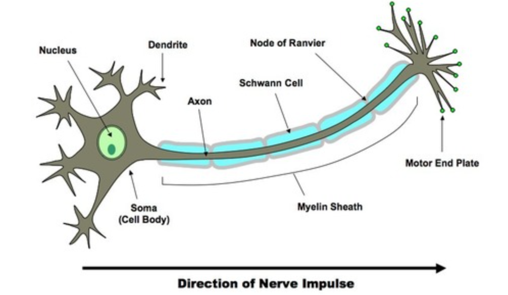 <ol><li><p>Dendrites</p></li><li><p>Axon</p></li><li><p>Soma</p></li></ol>