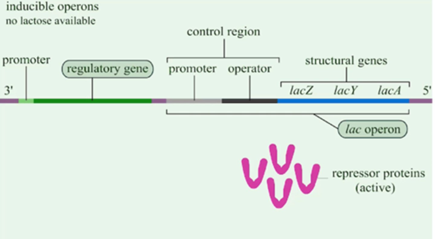 <p>genes that are NOT expressed by default; can be turned on when needed</p>