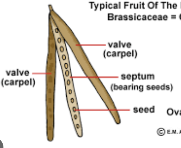 <p>dry, dehiscent fruit of the Brassicaceae family. opens along 2 sutures. long and skinny</p>