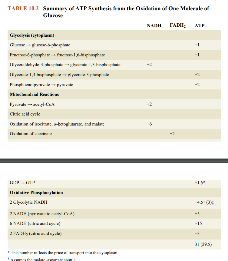 <p>WOW keep in mind that the NADH and FADH2 are converted to ATP by the amount of H+ that they draw to the Inetermembrane space and as FADH2 comes at a later stage of ETC it transports less H+ to intermembrane space and thus generating less ATP</p>