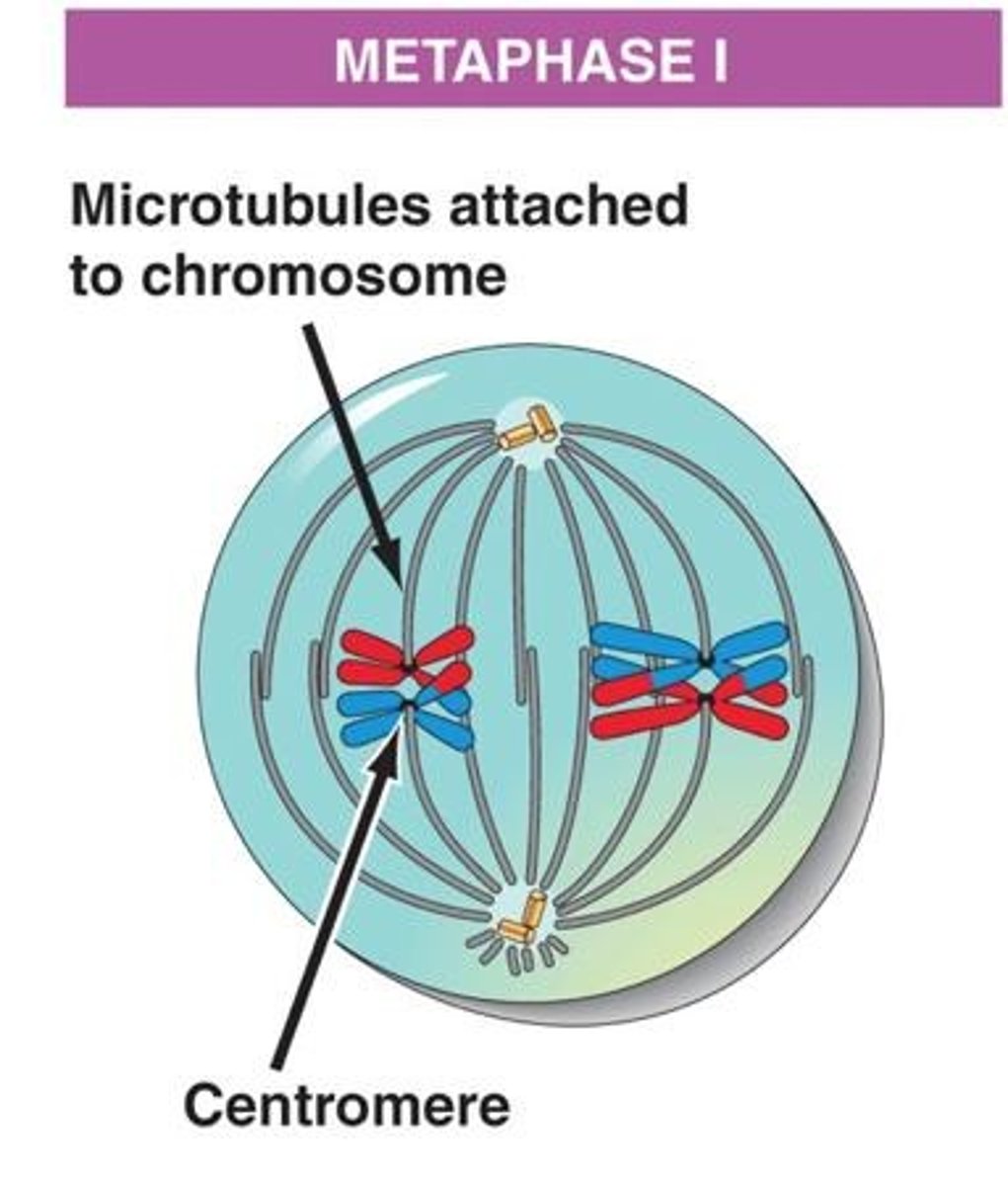 <p>During Metaphase I, homologous chromosome pairs line up in the center of the cell, and homologous pairs can line up in any order (independent assortment).</p>
