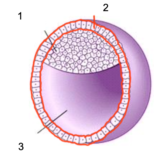 <p>Blastocyst Diagram</p>