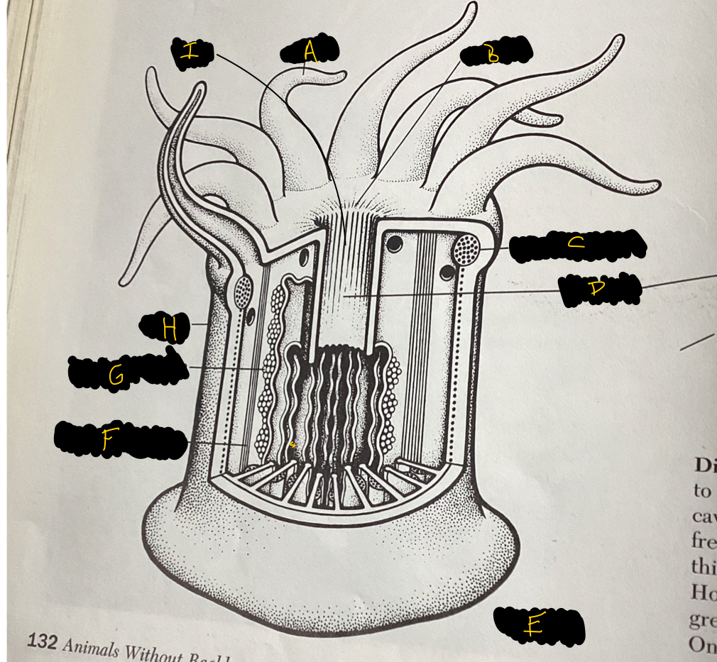 <p>What is this organism?</p>