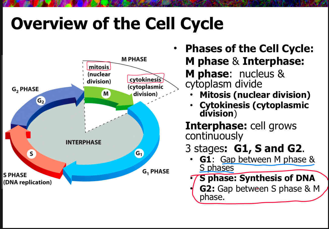 <p>C</p><p>attach slide 5</p>