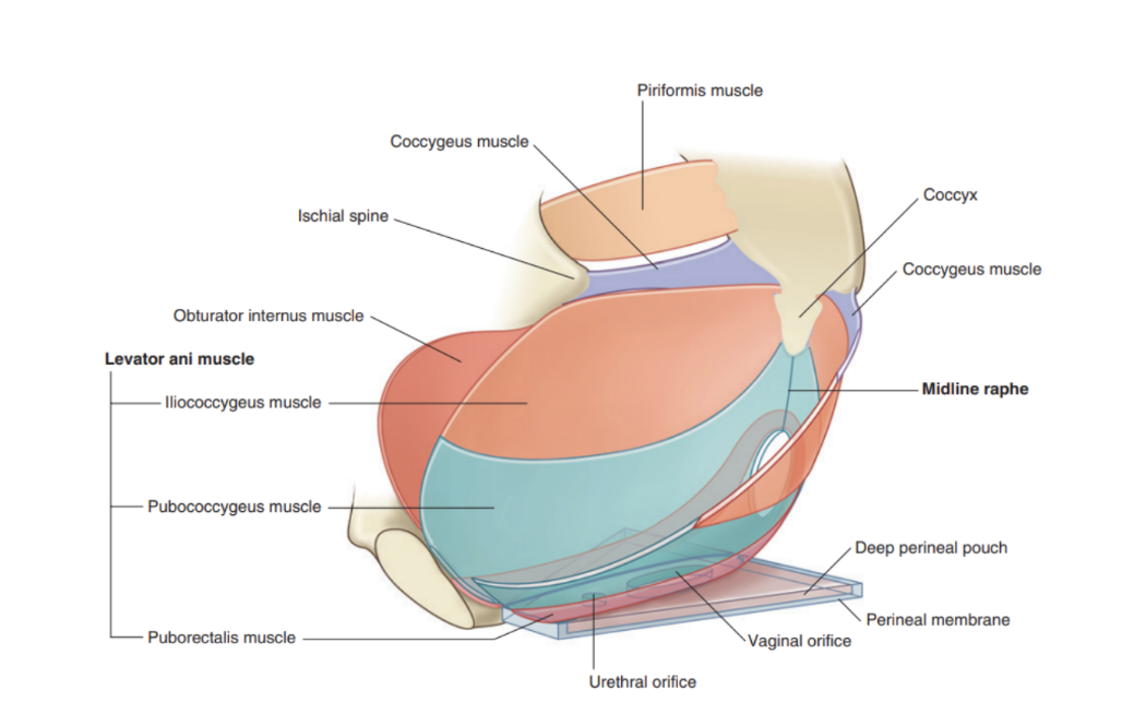 <p>Pelvic floor </p>