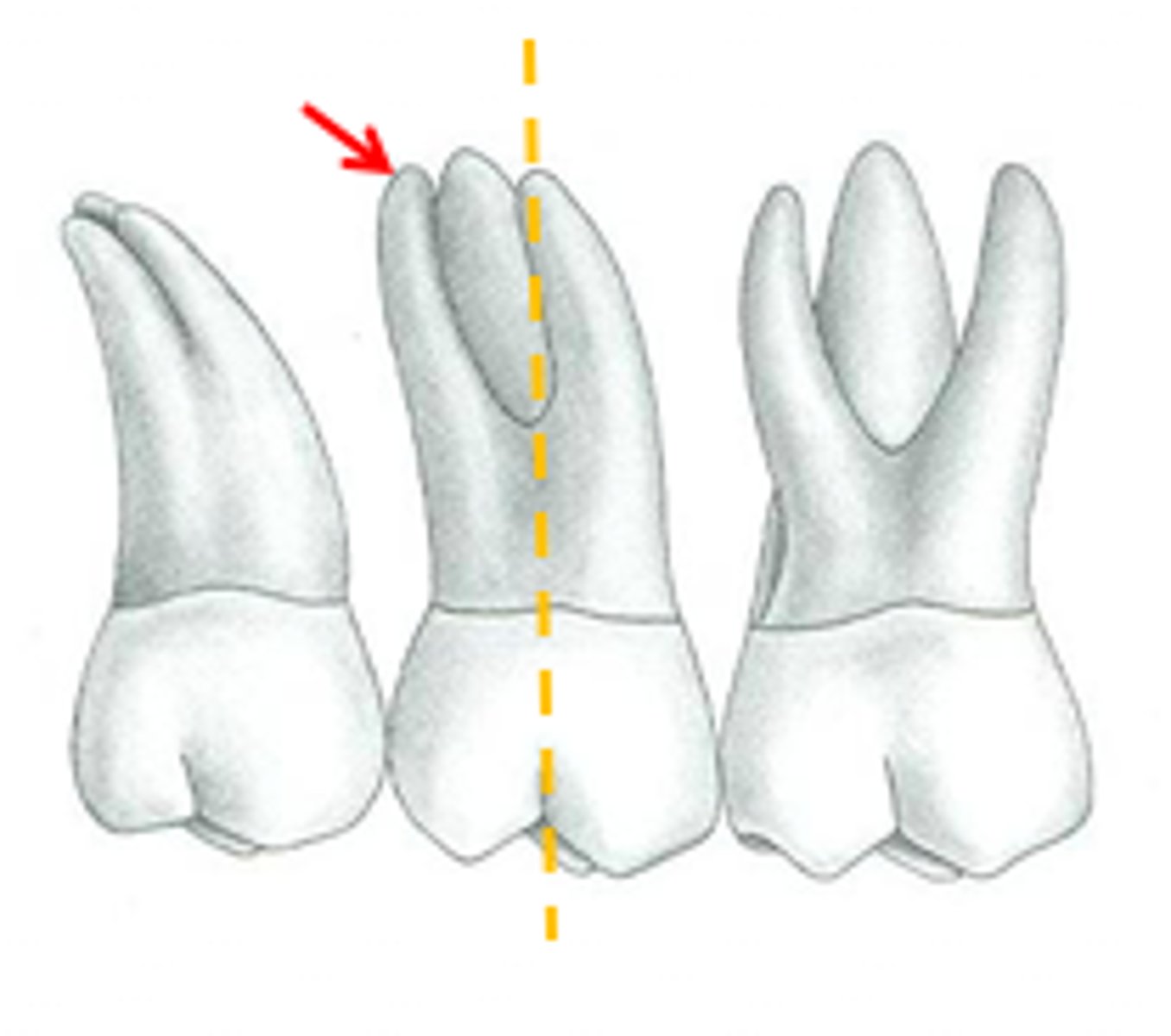 <p>tip or peak at the end of the root</p><p>-apical foramen: opening at apex</p>