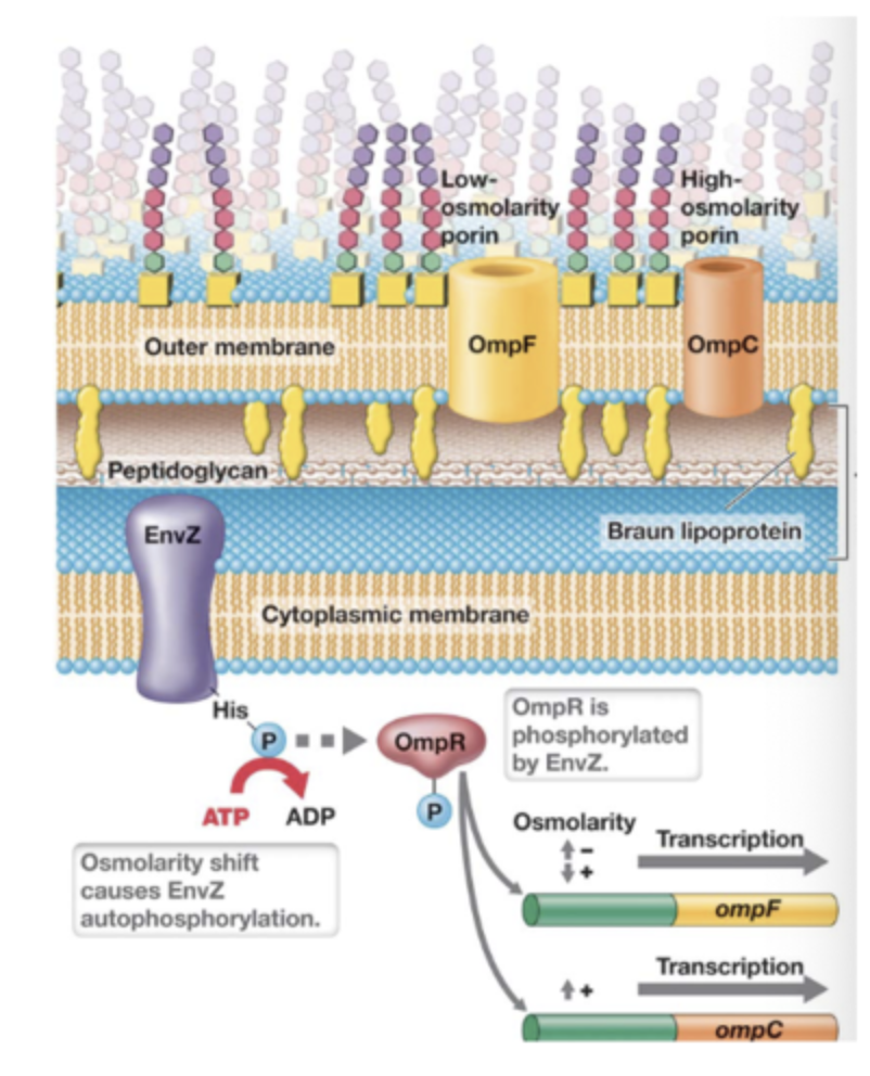 Two-component system that helps bacteria maintain osmotic homeostasis
- Inner membrane kinase EnvZ self phosphorylates under changes in osmotic pressure
- EnvZ binds OmpR and transfers P
- OMpR-P binds upstream of ompF operon; activates transcription of ompF in cases of low osmolarity; represses transcription of ompF in cases of high osmolarity
- OmpR-P binds upstream of the ompC operon activating transcription in the case of high osmolarity
