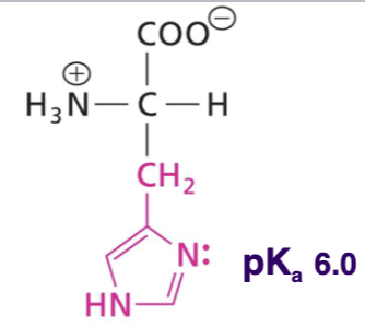 <p>Side chain uncharged at  neutral pH, aromatic weakly absorbs at 280nm, polar, H-bond donor or acceptor</p>