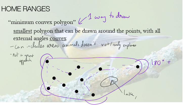 <p>can include areas that animals don’t visit or rarelt explore, such as lakes, or just include areas that the animal doesn’t visit (due to the convex rule)</p><p></p>