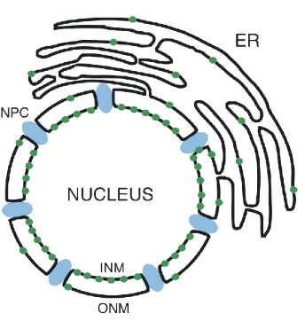 <p>two concentric membranes which surround the nucleus: inner nuclear membrane and outer nuclear membrane</p><ul><li><p>outer nuclear membrane continuous with the endoplasmic reticulum</p></li><li><p>semi-permeable phospholipid bilayers</p></li></ul><p></p>