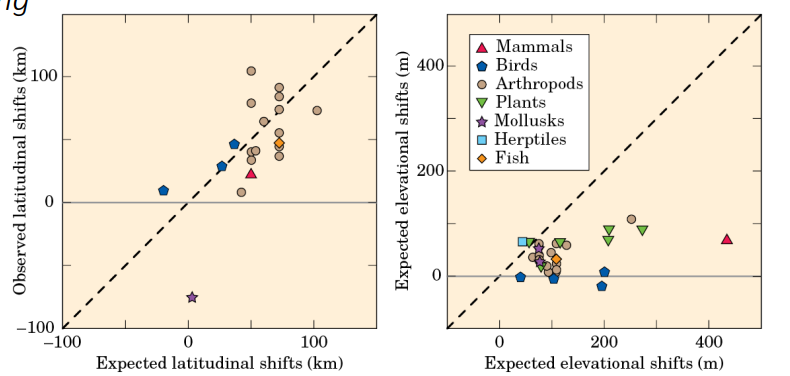 <p><strong><u>Different types of animals will respond differently to warming and climate changes</u></strong></p><ul><li><p>Their ability to move varies between organisms (birds and fish migrate easily)</p><ul><li><p>However, with animals like mollusks and mammals it is not as significant of decreases</p></li></ul></li></ul><p></p><p>Many species ranges are <strong><u>shifting TOWARD THE POLES and UP IN ALTITUDE</u></strong> in response to global warming (<span style="color: #0ef2f3"><strong>GRAPH 1</strong></span><strong>)</strong></p><ul><li><p>We are going to expect animals shifting UP in elevation in response to global warming</p></li><li><p>We have some examples of this happening</p><ul><li><p><span style="color: yellow"><strong>Pinon mouse</strong></span> is historically found a bit lower but now we’re starting to see them go up HIGHER</p></li><li><p><span style="color: yellow">Golden-mantled ground squirrel,</span> since they are <span style="color: red">ALREADY </span>very high up they <span style="color: red">do not have as much of a range to shift up to</span> (eventually running out of space)<span style="color: red"> might eventually lead to pretty significant effects like population decline</span></p></li></ul></li></ul><p></p><p><strong><u>A wide variety of species show range shifts that correlate with recent warming</u> (</strong><span style="color: #05ebf3"><strong>G</strong></span><span style="color: #09e5fa"><strong>RAPH 2</strong></span><strong>)</strong></p><ul><li><p><span style="color: green"><strong>Insects in particular follow migration patterns UP (in terms of LATITUDINAL SHIFT) </strong></span>but <span style="color: yellow"><strong>MOLLUSKS are decreasing in direction.</strong></span></p><ul><li><p>Mollusks lowkey just tryna be different, cringe</p></li></ul></li><li><p>If some animals are going up and others are staying put or going down this might DISRUPT predator-prey interactions resulting in there having to be changes in diet and lifestyle</p><ul><li><p>ADAPT OR DIE</p></li></ul></li></ul><p></p>