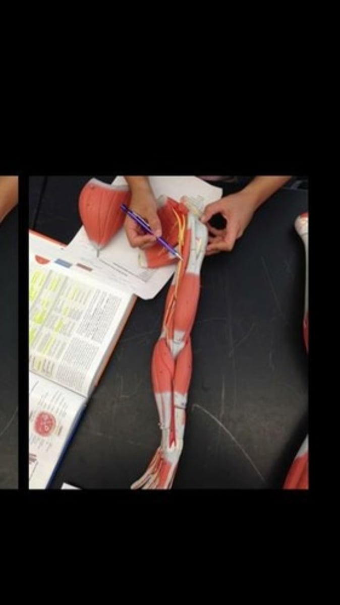 knowt flashcard image