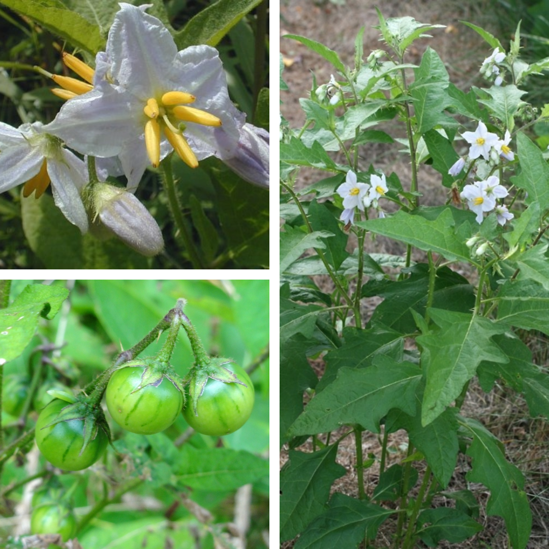 Horse-nettle