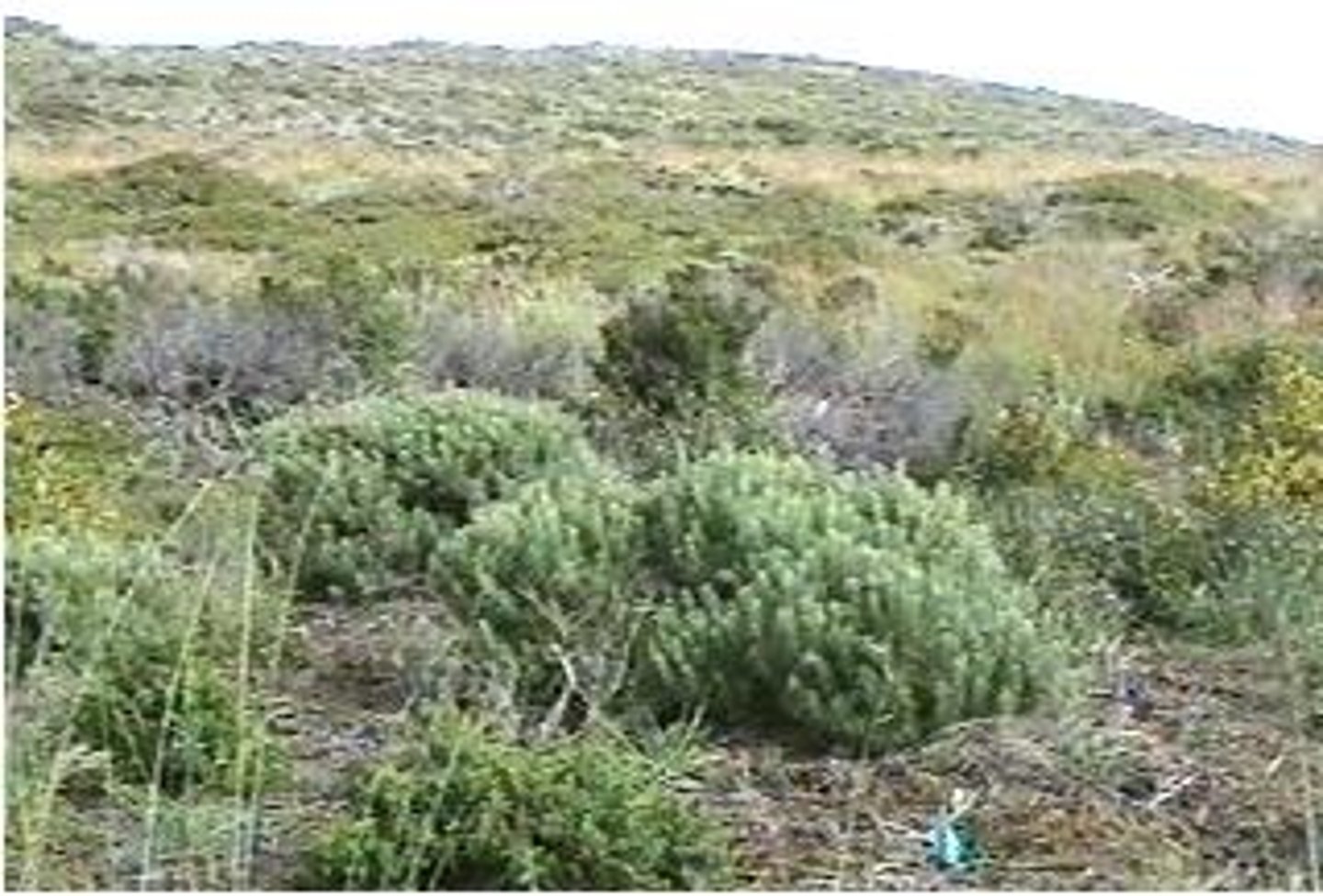 <p>Densely thicketed</p><p>-Highly seasonal</p><p>-Cool, wet winters and warm, dry summers</p><p>-Induced by oceanic influences</p><p>-Northern Hemisphere</p><p>-California, Mediterranean regions</p><p>-Frequent fires</p>