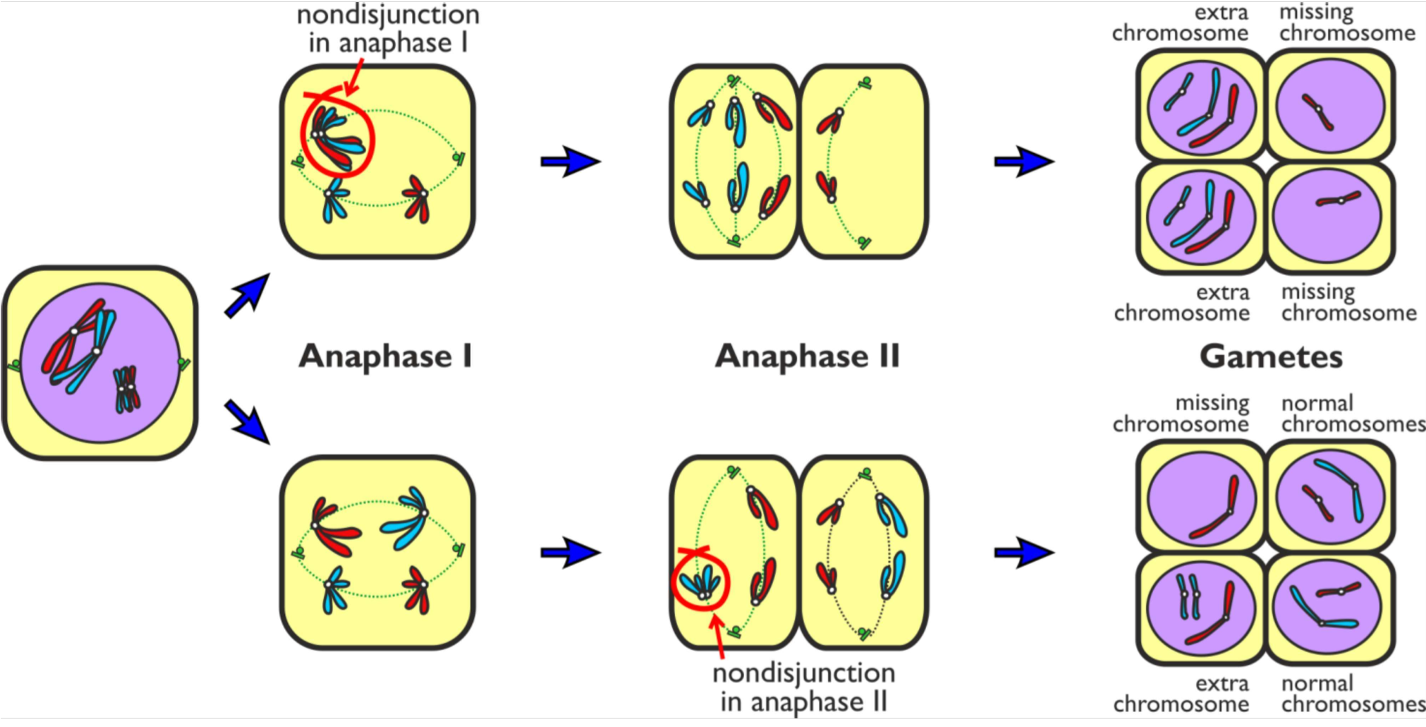 <p>this types of mutation changes the number of chromosomes in the cell its cause by a fault in anaphase either one or 2 where either the chromosomes or the chromatids move to opposite poles of the cell. In non disjunction either chromosomes or chromatids get stuck together this result in one cell with an extra chromosome or chromatid and another cell with one less chromosome or chromatid </p>