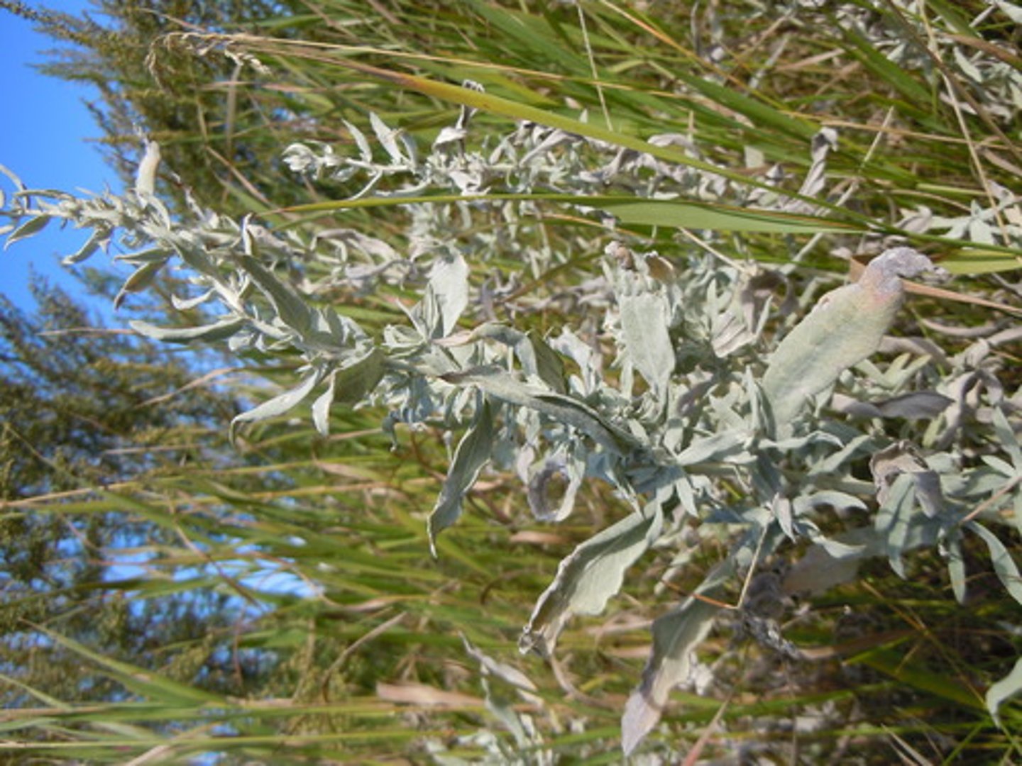<p>silvery grey aromatic leaves</p>