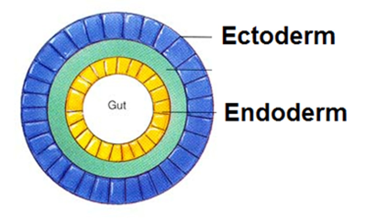 <p>Organisms with two tissue layers: ectoderm, endoderm. (only cnidarians)</p>