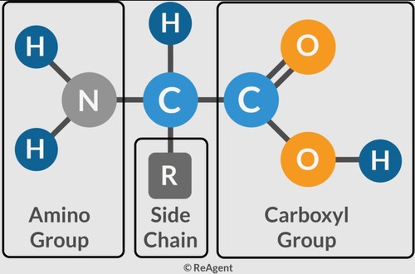 <p>The monomer/building block for proteins.</p>