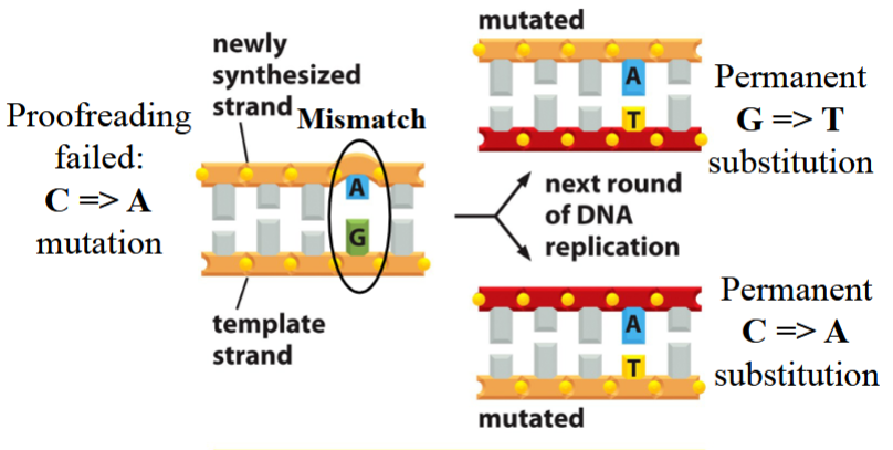 <p>proofreading fails, a mutation occurs (e.g. C→A; A+G pair instead of C+G)</p><p>repair occurs, but the correct template is “fixed” to match the mutated template (G→T instead of A→C again)</p><p>excision and repair only occurs on the template (old) strand</p><p>with the next round of DNA replication:</p><p>both new strands match with the doubly mutated template (both A+T instead of C+G)</p><p>one strand has a permanent C→A substitution because of the false repair</p><p>the other strand has a permanent G→T substitution because of the original proofreading fail mutation</p>