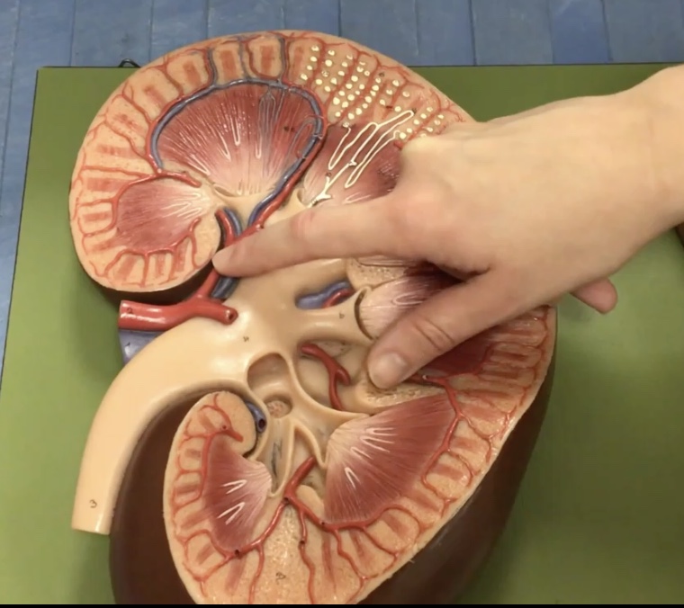 <p>Description: Branches of the renal arteries near the renal hilum</p><p>Function: Branches into the interlobar arteries</p>