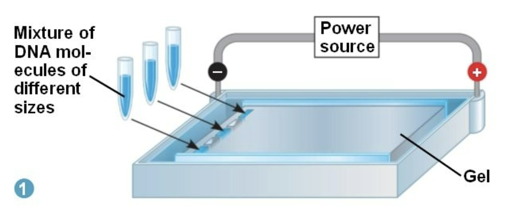 <p>You place the processed DNA samples in the wells made when the agarose gel was cast. The wells are at the negative end (the anode) of the gel cast, so the negatively charged DNA will move to the positive end (the cathode). </p>