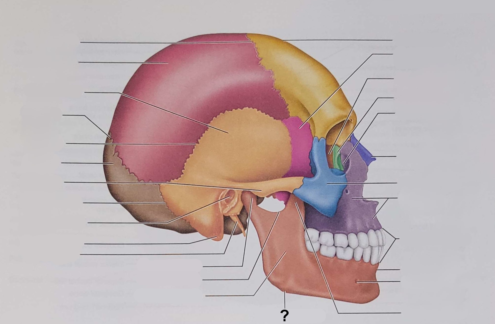 <p>Name the indicated structure</p>