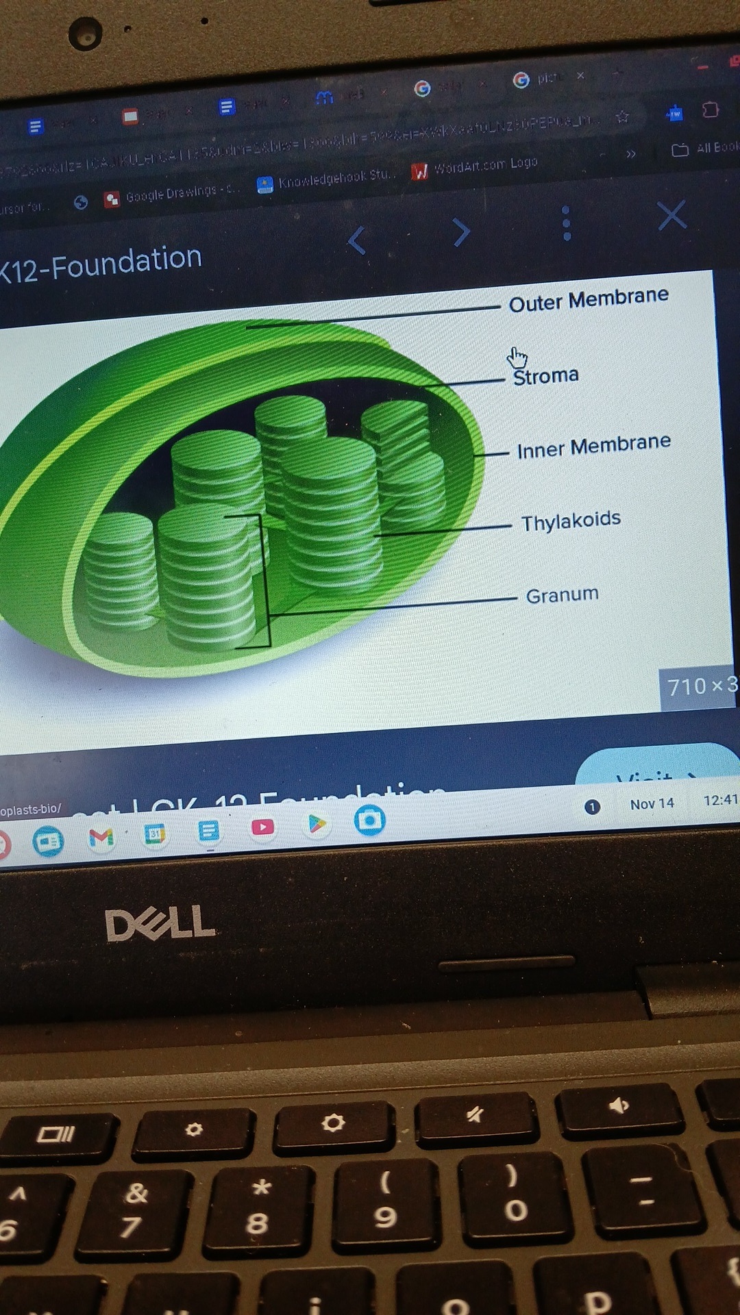 knowt flashcard image