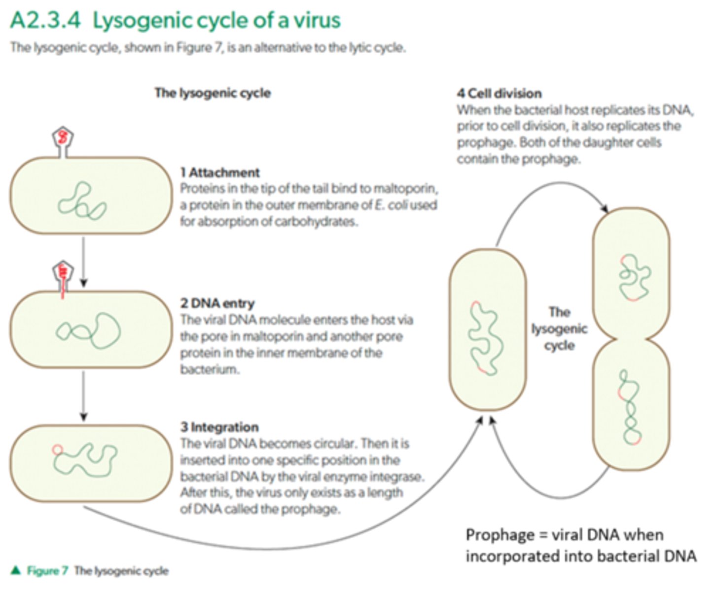 <p>1. Attachment: the bacteriophage attaches to the host cell via proteins in its tail.</p><p>2. Injection of DNA: the bacteriophage injects its DNA into the host cell.</p><p>3. Integration: the viral DNA becomes circular and enters the lysogenic cycle. It integrates within the bacterial chromosome by recombination, forming a prophage.</p><p>4. Cell division: the E.coli cell will divide normally and replicate the viral DNA together with its own meaning that both daughter cells will also contain the prophage.</p>