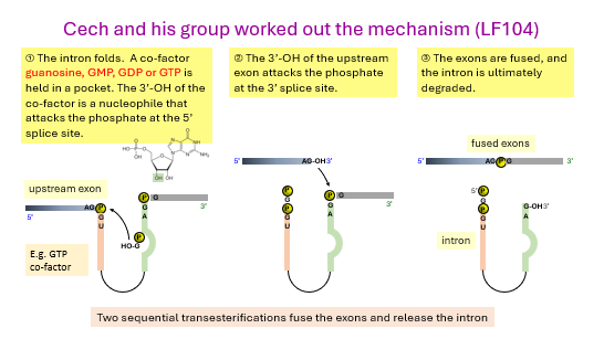 <p>introns</p><p>self-splicing</p><p>folds</p><p>guanosine</p><p>OH</p><p>phosphate</p><p>exon</p><p>splice</p><p>exons</p>