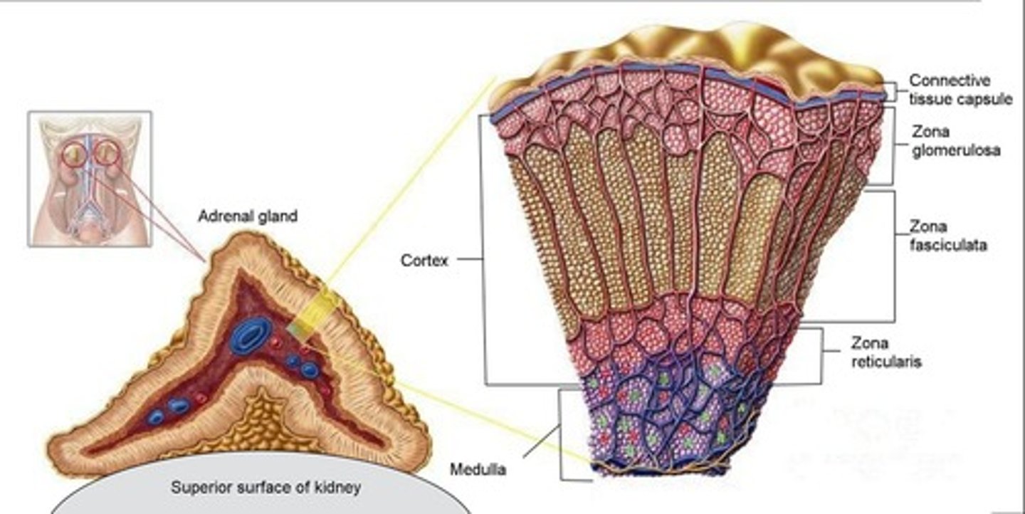 <p>It is released during short-term stress as part of the fight-or-flight response.</p>
