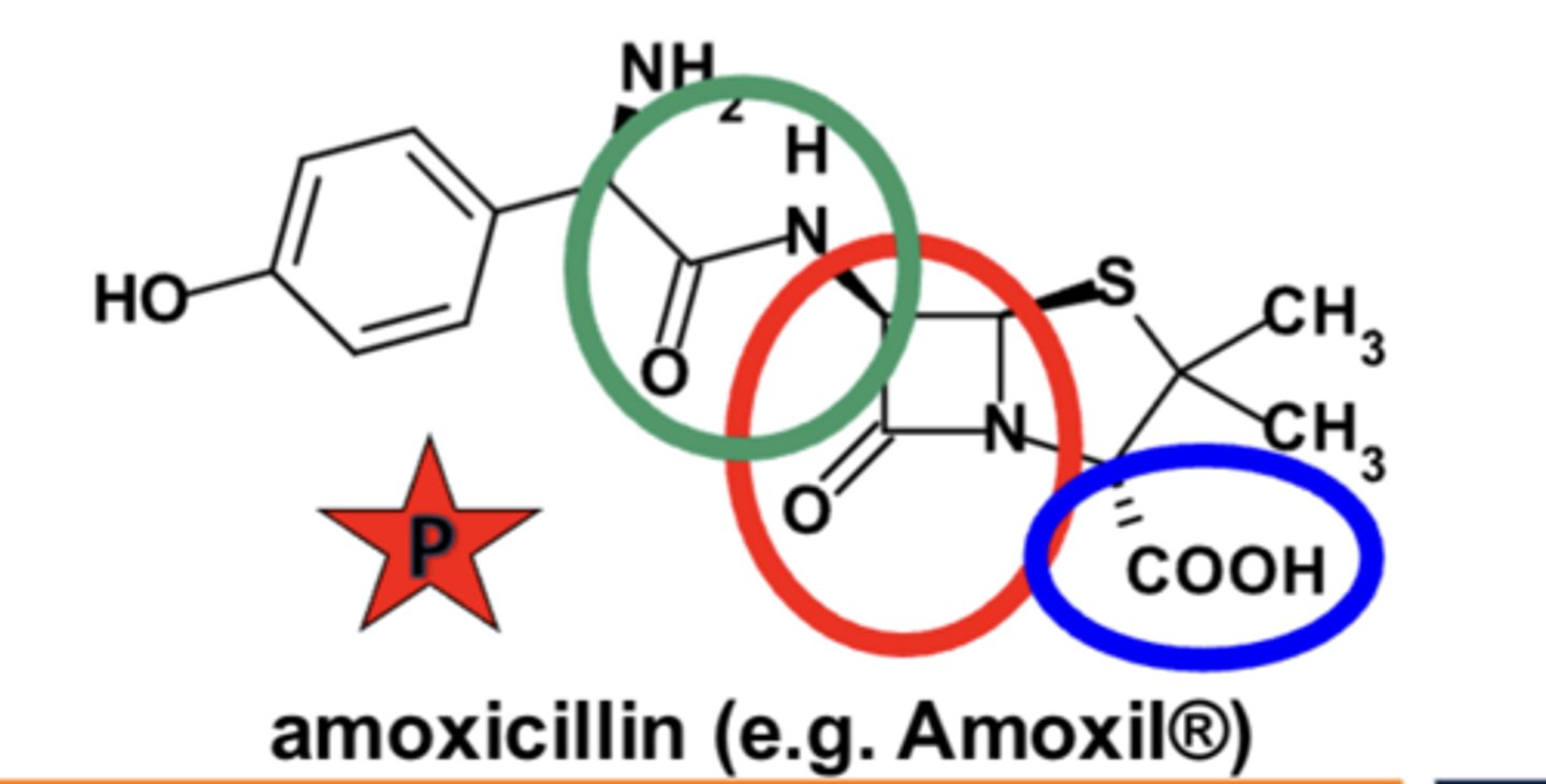<p>• a highly-constrained, fused β-lactam* structure</p><p>• carboxylic acid (or similar acidic) group at C3</p><p>• substituted amide side chain --> 6-APA inactive*Briefly</p>