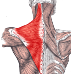 <p>Adduct and elevate scapula</p>