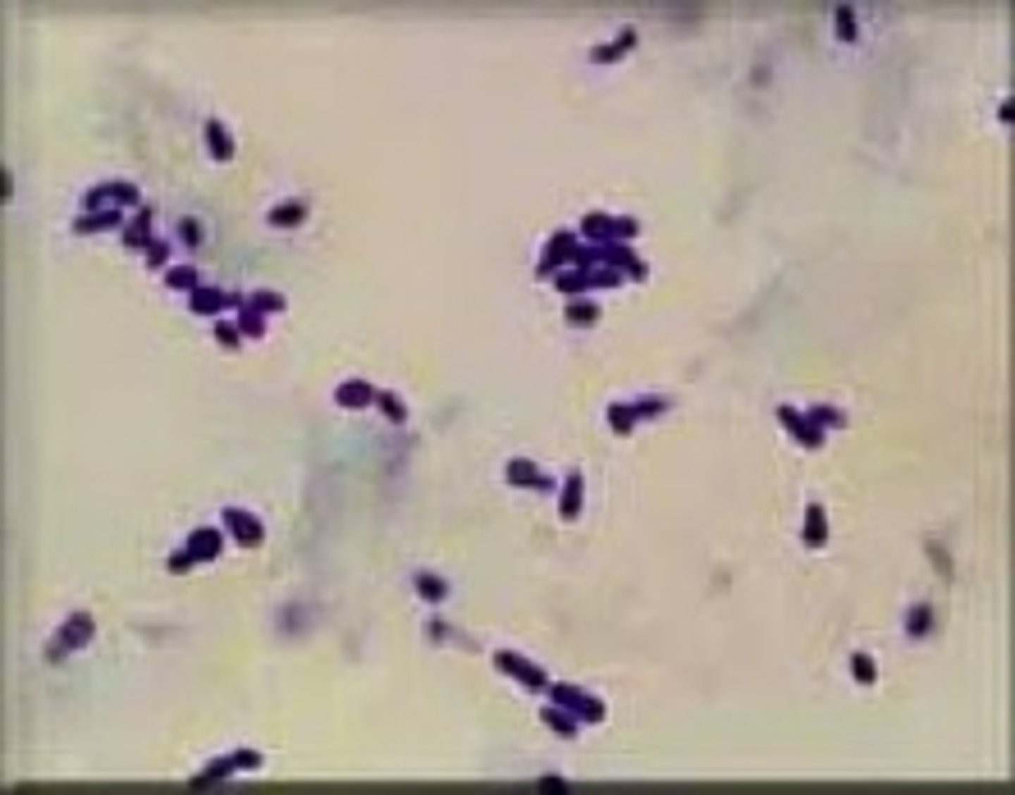 <p>-Yeast organisms</p><p>Commonly found on skin and ear cytologies</p><p>-Note the bowling pin shape</p>