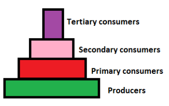 <p><span><span>a graphical representation that illustrates the </span></span>number<span><span> of individual organisms at each trophic level in an ecosystem</span></span></p>