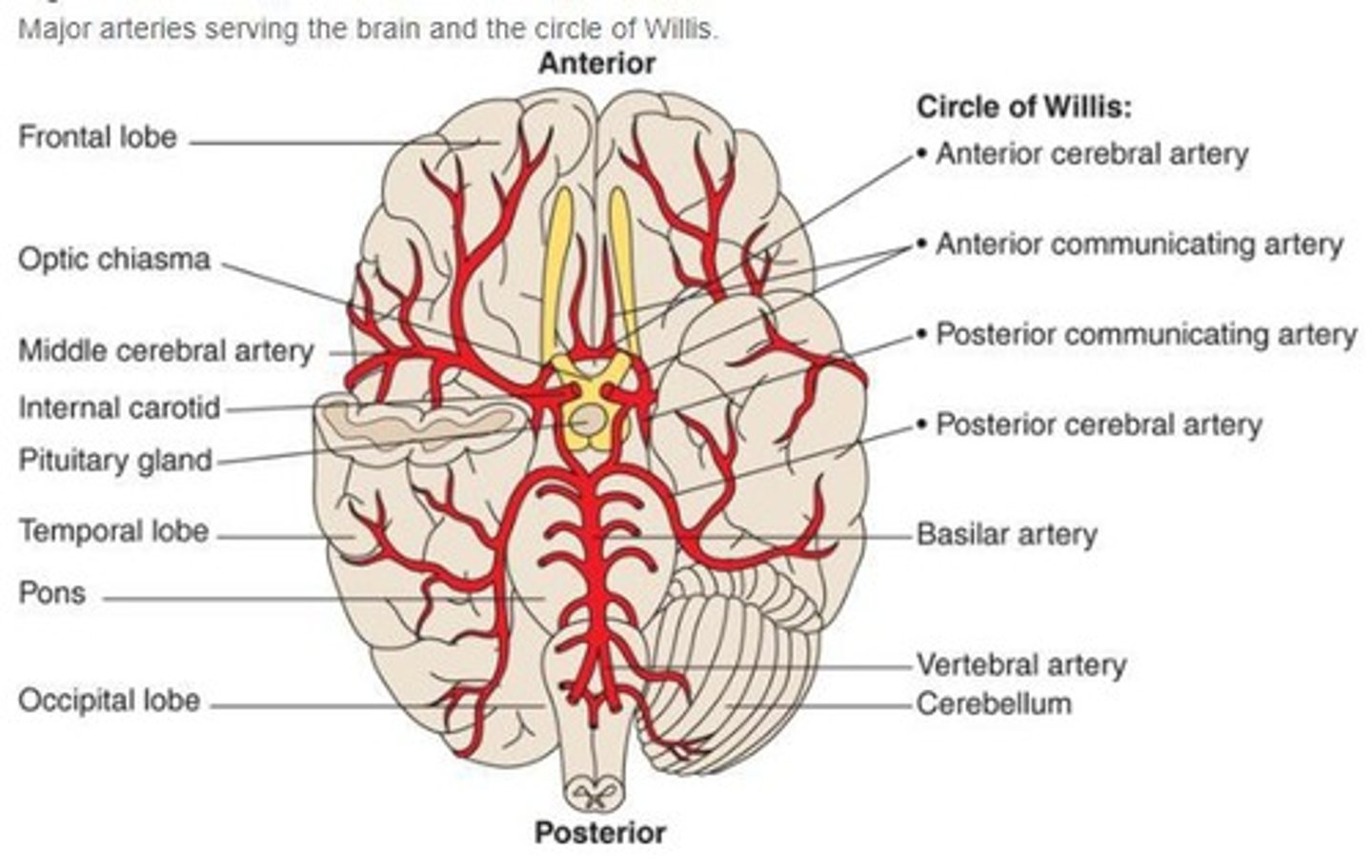 <p>A circular network of arteries at the base of the brain that provides collateral blood flow.</p>