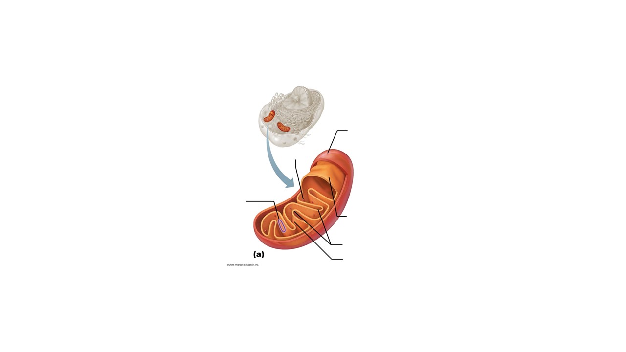 Identify the organelle