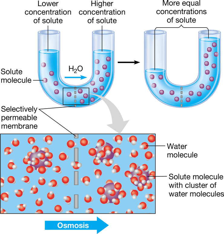 <p>diffusion of water across a selectively permeable membrane from high to low areas of concentration</p>