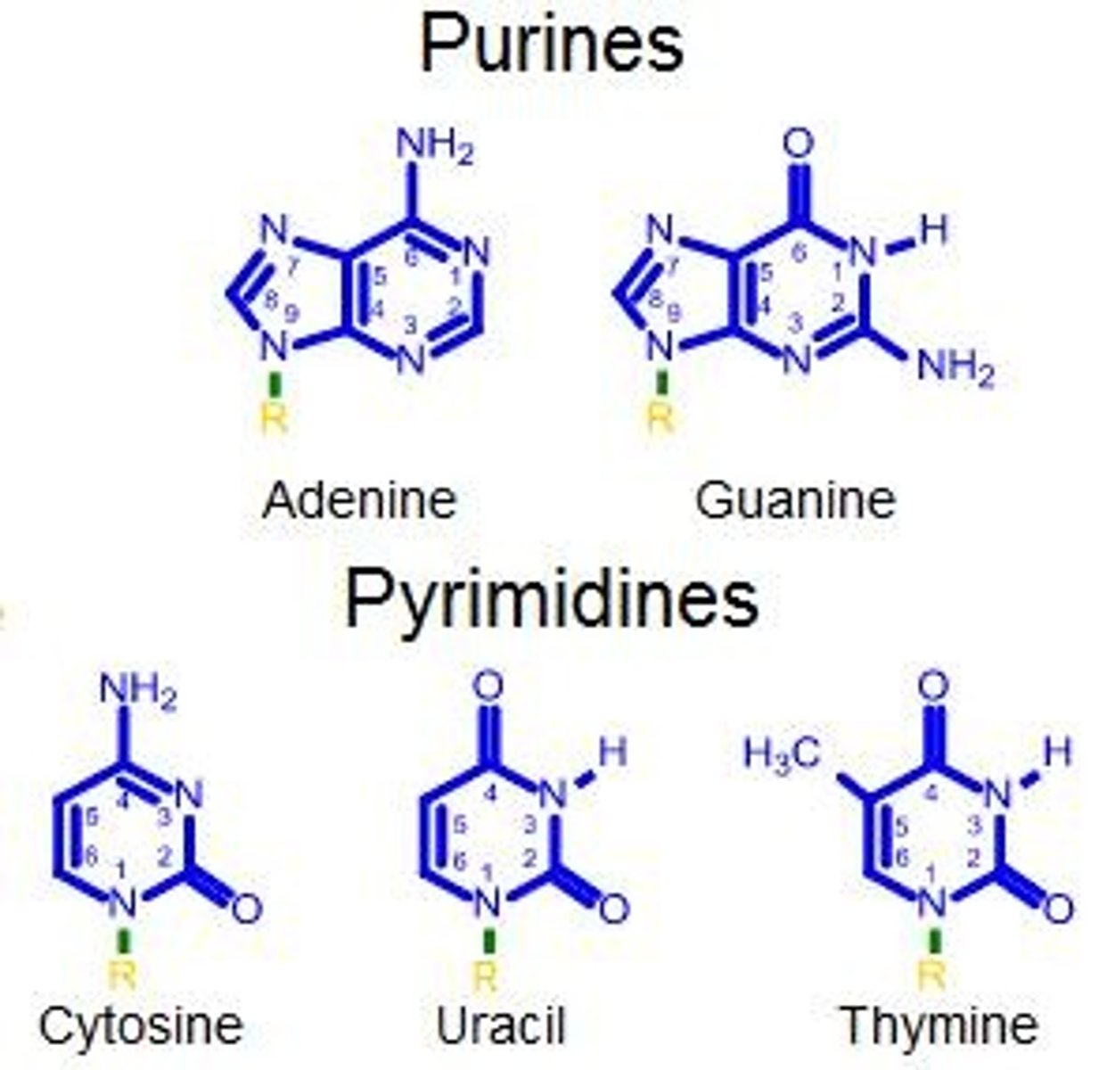<p>"Pure as gold" helps remember purines, while "CUT the Py" helps remember pyrimidines.</p>